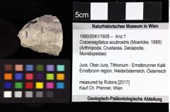 Foto (Objket + Etiketten) von Cyclothyreus sp. 